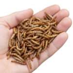 غذای پرندگان پرشین مدل میلورم وزن 80 گرم - تصویر 2