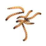 غذای پرنده و ماهی کینگ ورم مدل سوپر میلورم SUPERWORM65 وزن 65 گرم - تصویر 2