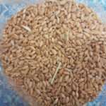 غذای پرندگان مدل گندم مرغی وزن 2 کیلوگرم - تصویر 2