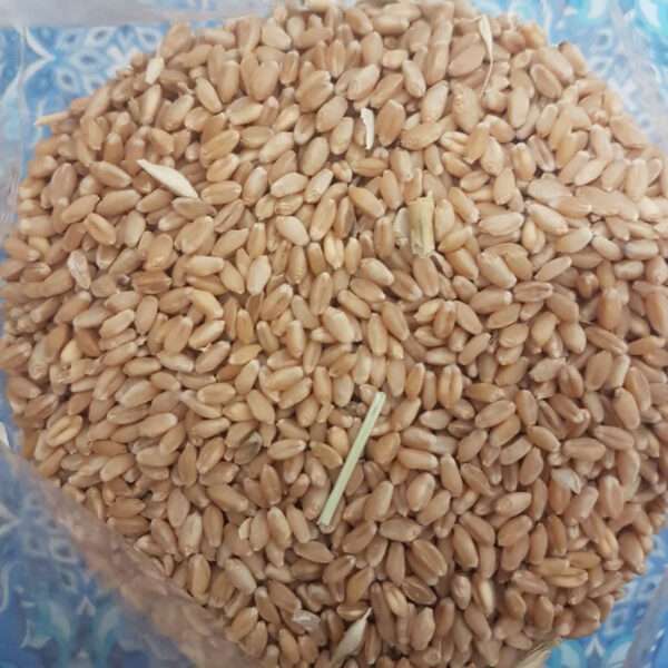 غذای پرندگان مدل گندم مرغی وزن 2 کیلوگرم - تصویر 2