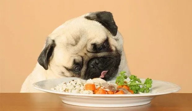 تغذیه سالم برای سگها بایدها و نبایدها در رژیم غذایی