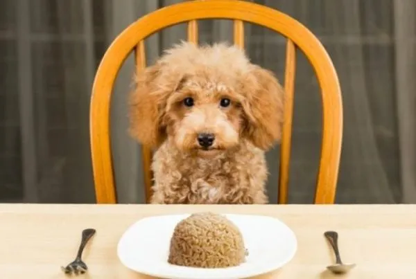 تغذیه سالم برای سگها بایدها و نبایدها در رژیم غذایی