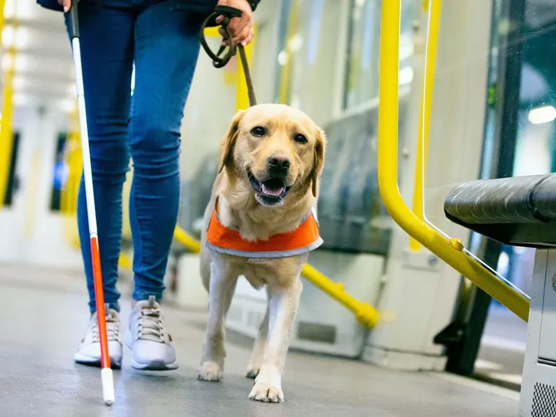 راهنمای جامع آموزش مقدماتی سگ: از توله تا فرمانبرداری کامل