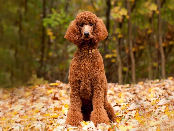 معرفی نژادهای مختلف سگ و انتخاب مناسب‌ترین نژاد برای شما