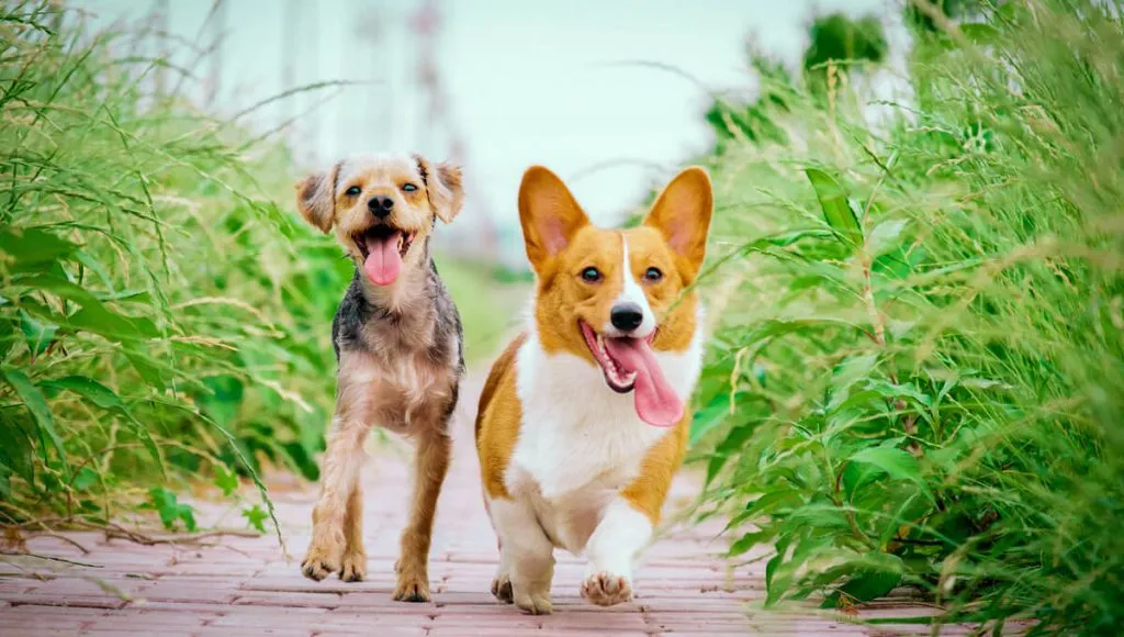 معرفی نژادهای مختلف سگ و انتخاب مناسب‌ترین نژاد برای شما